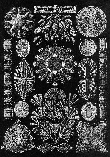 Diatomeentafel von Ernst Haeckel